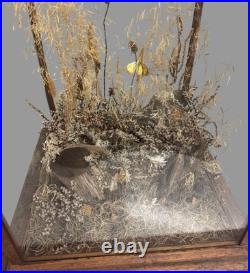 Vintage Country Store Display Case Naturalistic Diorama Field with Butterfly