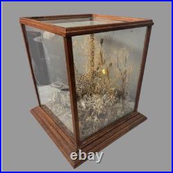 Vintage Country Store Display Case Naturalistic Diorama Field with Butterfly