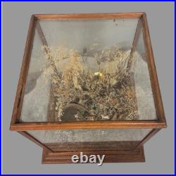 Vintage Country Store Display Case Naturalistic Diorama Field with Butterfly