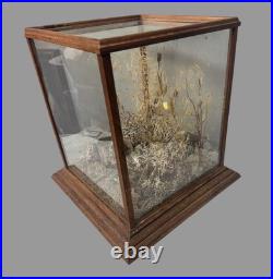 Vintage Country Store Display Case Naturalistic Diorama Field with Butterfly