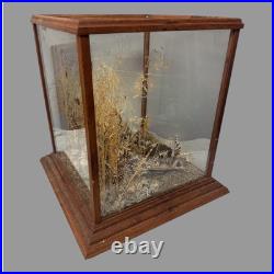 Vintage Country Store Display Case Naturalistic Diorama Field with Butterfly