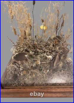 Vintage Country Store Display Case Naturalistic Diorama Field with Butterfly