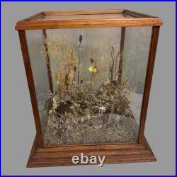 Vintage Country Store Display Case Naturalistic Diorama Field with Butterfly